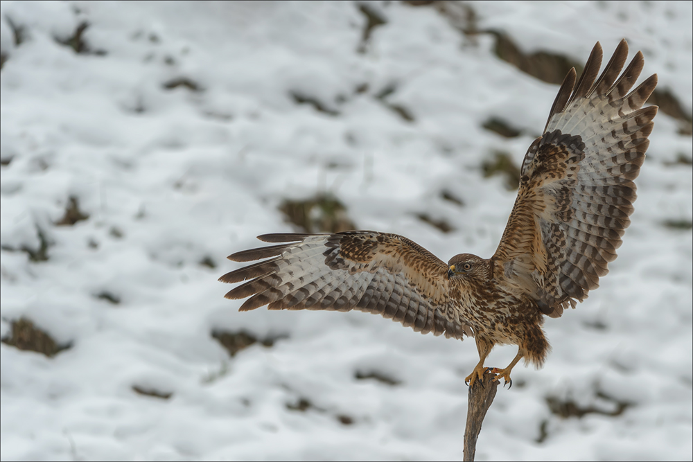 Mäusebussard