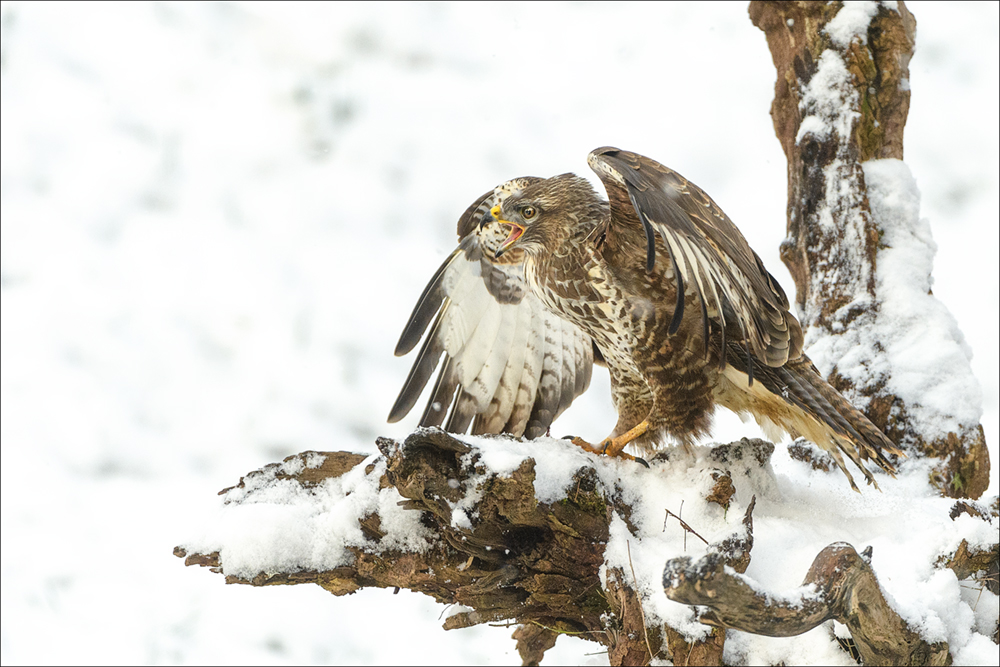 Mäusebussard