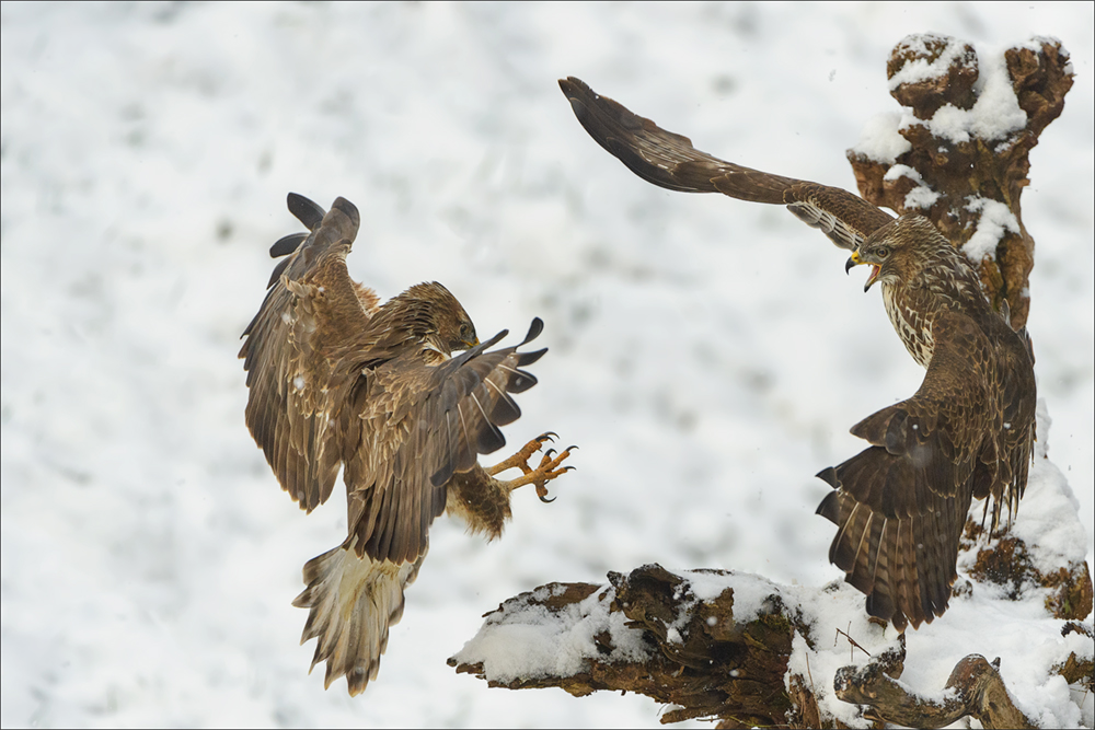 Mäusebussard