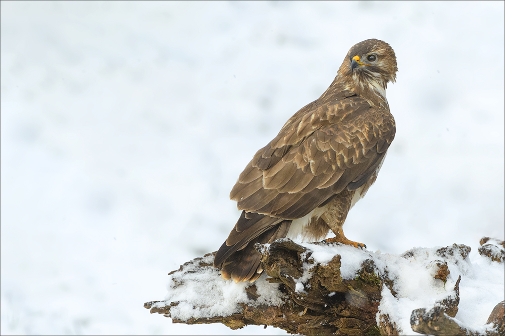 Mäusebussard