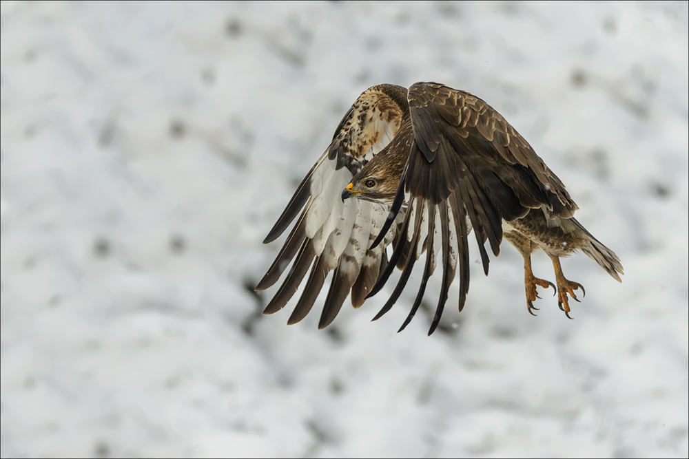 Mäusebussard