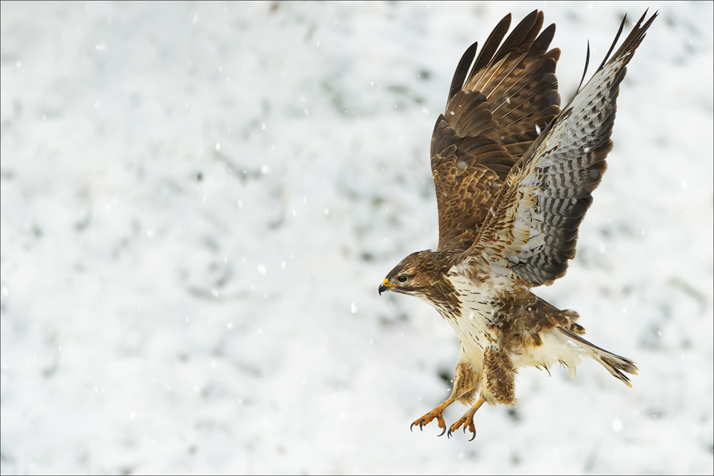 Mäusebussard