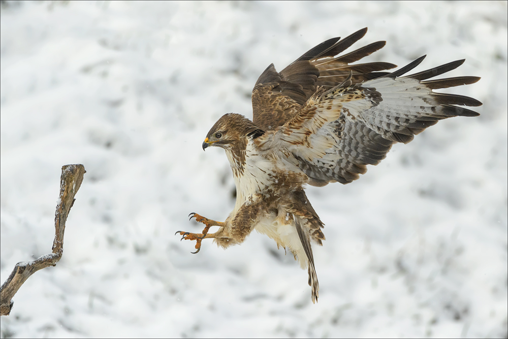 Mäusebussard