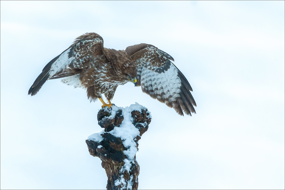 Mäusebussard