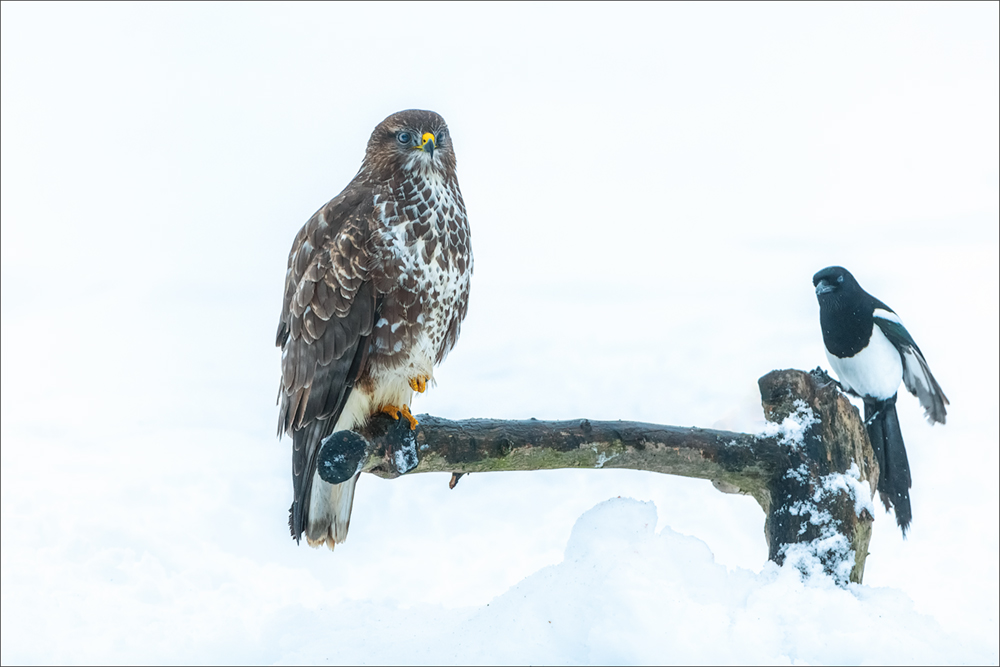 Mäusebussard