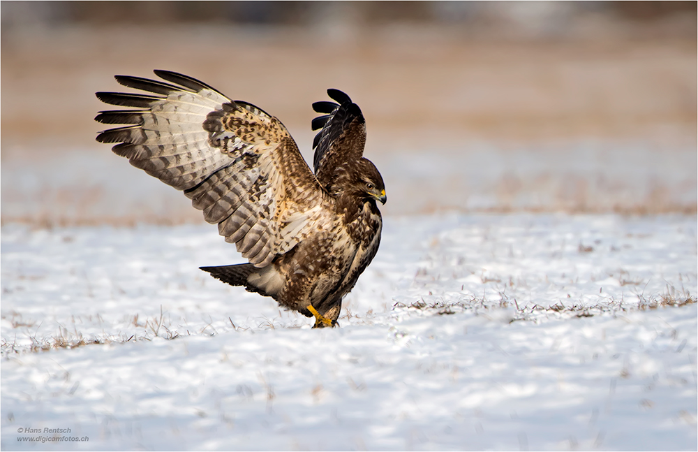 Mäusebussard