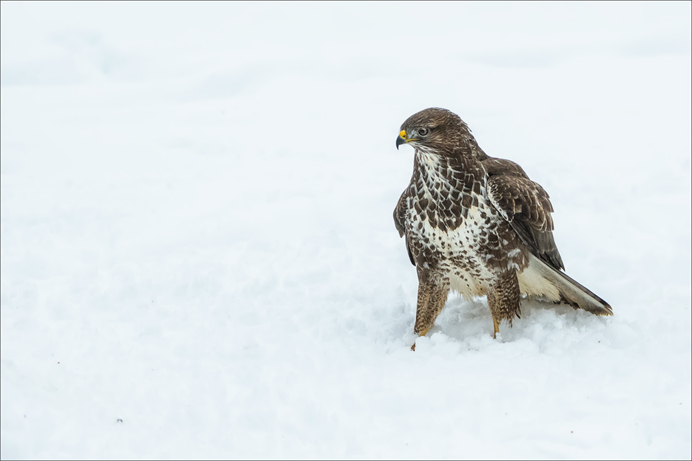 Mäusebussard