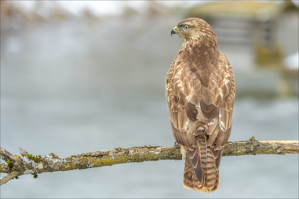 Mäusebussard