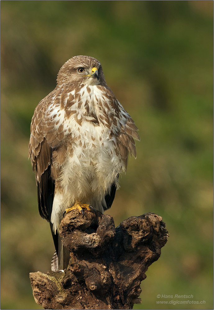 Mäusebussard