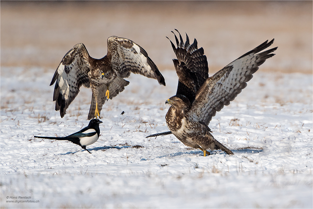 Mäusebussard