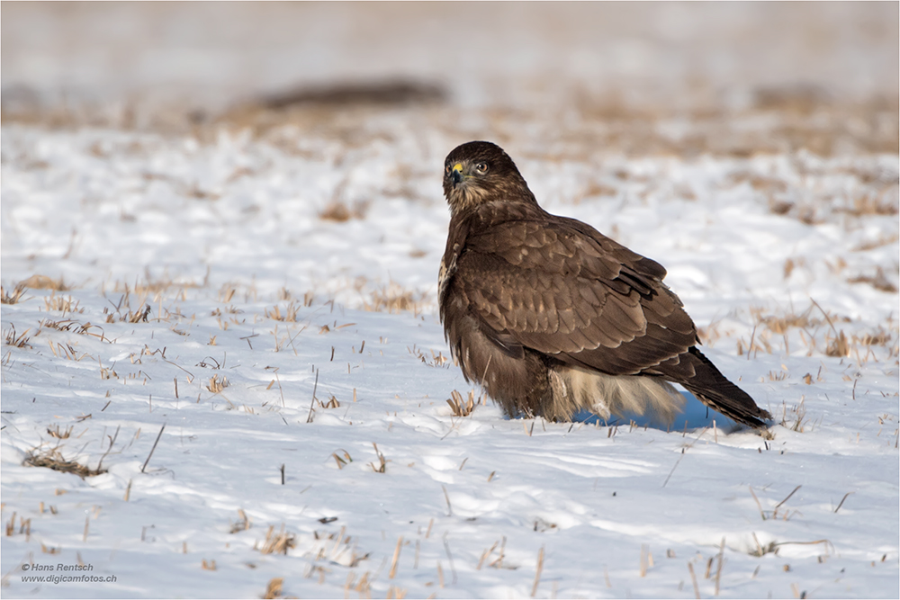 Mäusebussard