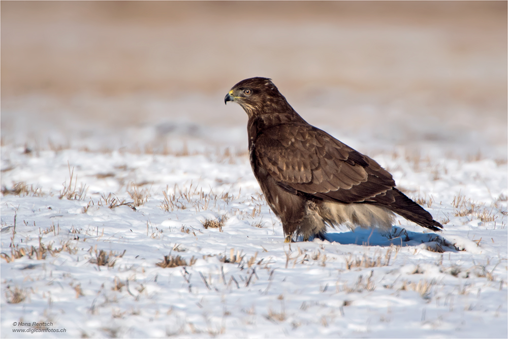 Mäusebussard