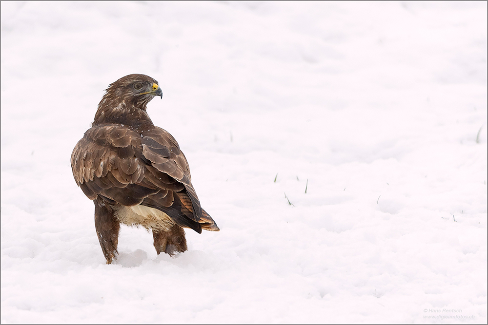 Mäusebussard