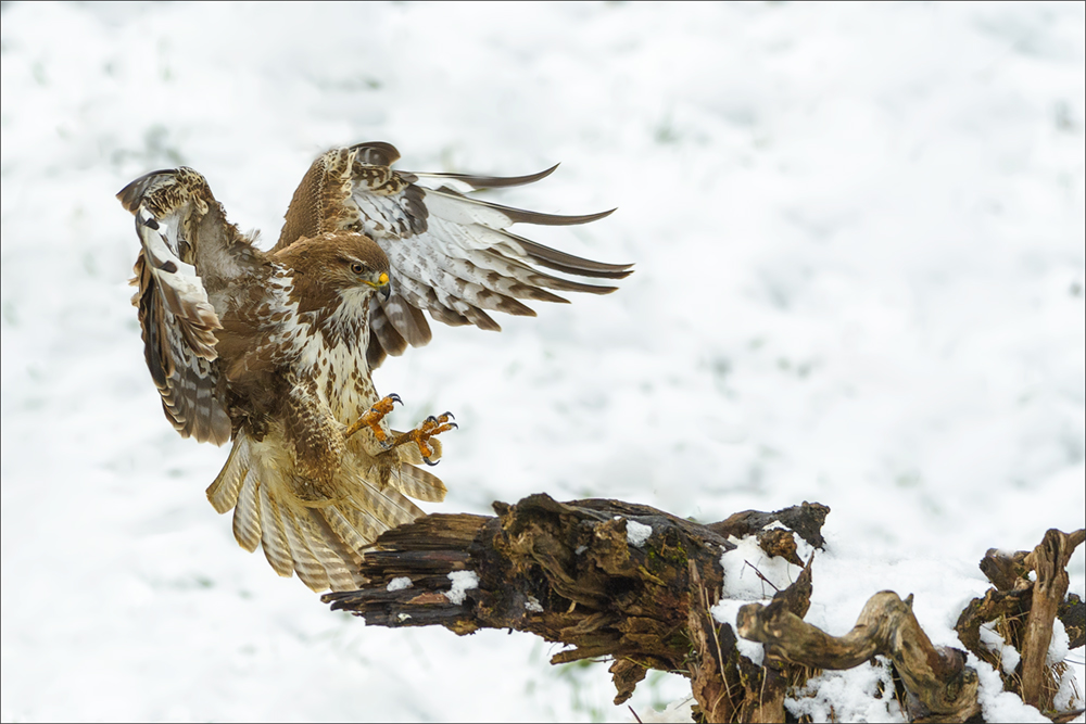 Mäusebussard