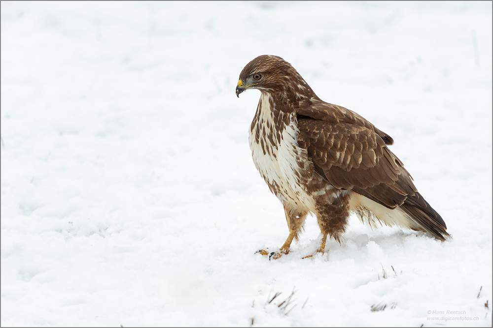 Mäusebussard