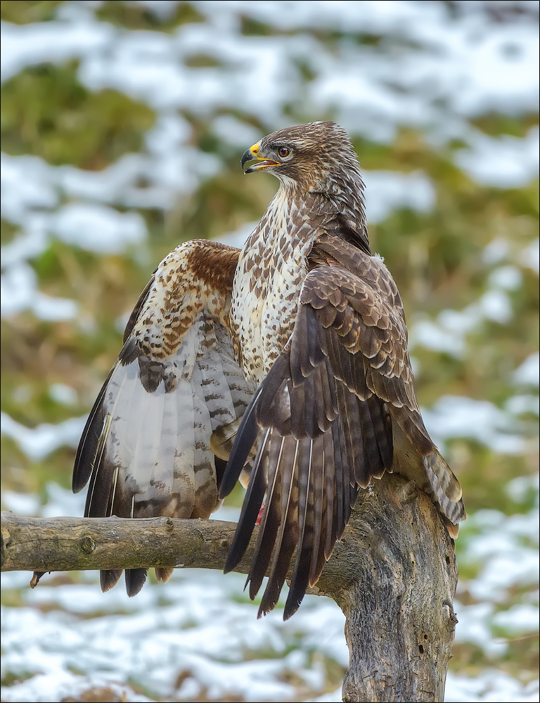 Mäusebussard