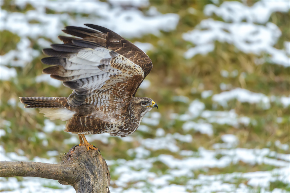 Mäusebussard