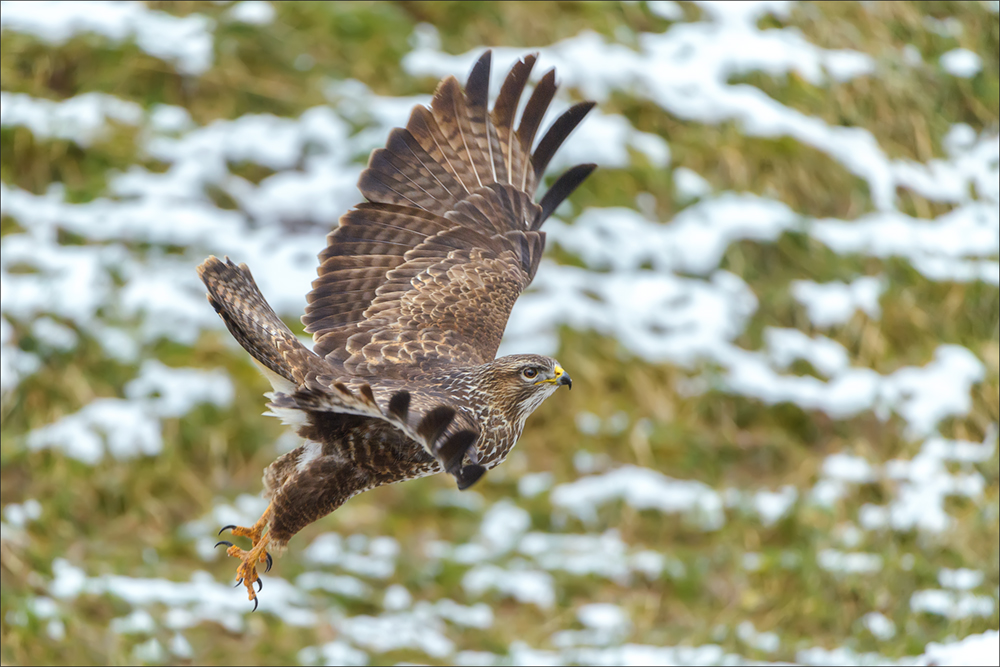 Mäusebussard