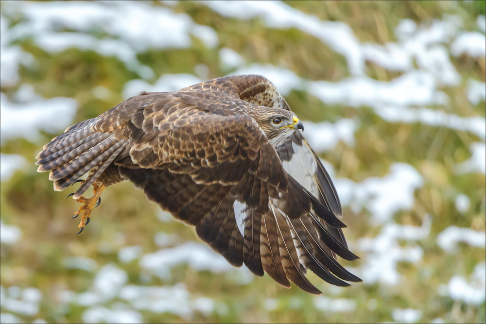 Mäusebussard