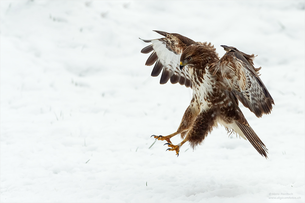 Mäusebussard