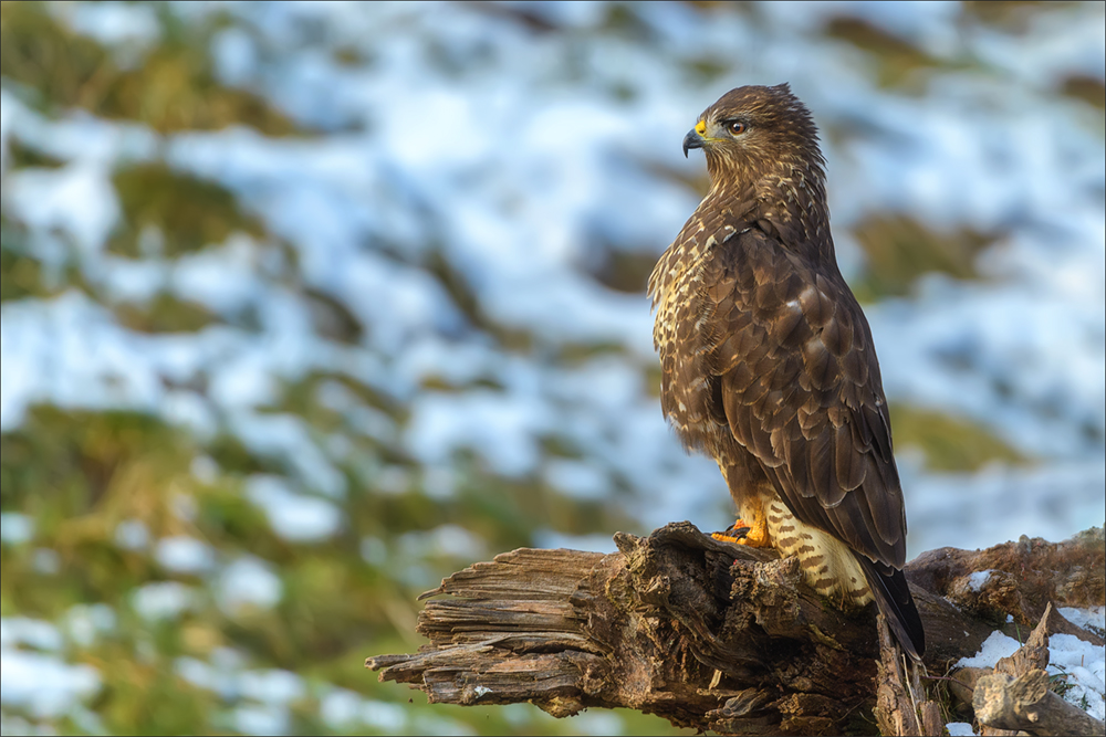 Mäusebussard