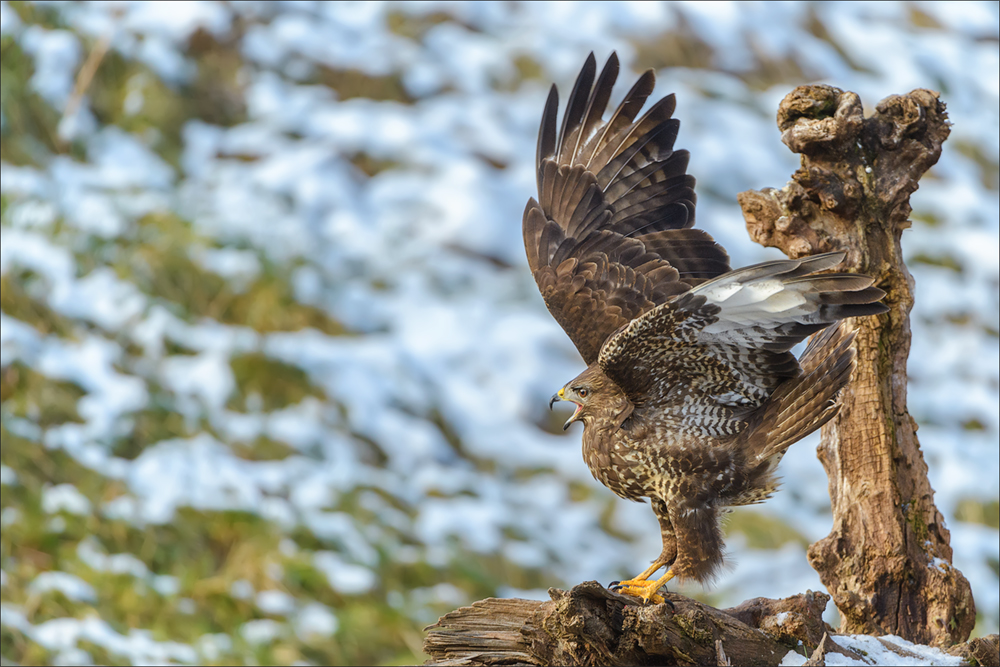 Mäusebussard