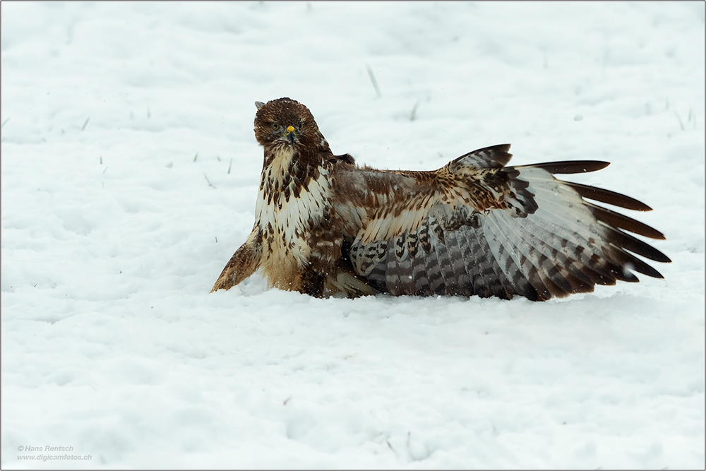 Mäusebussard