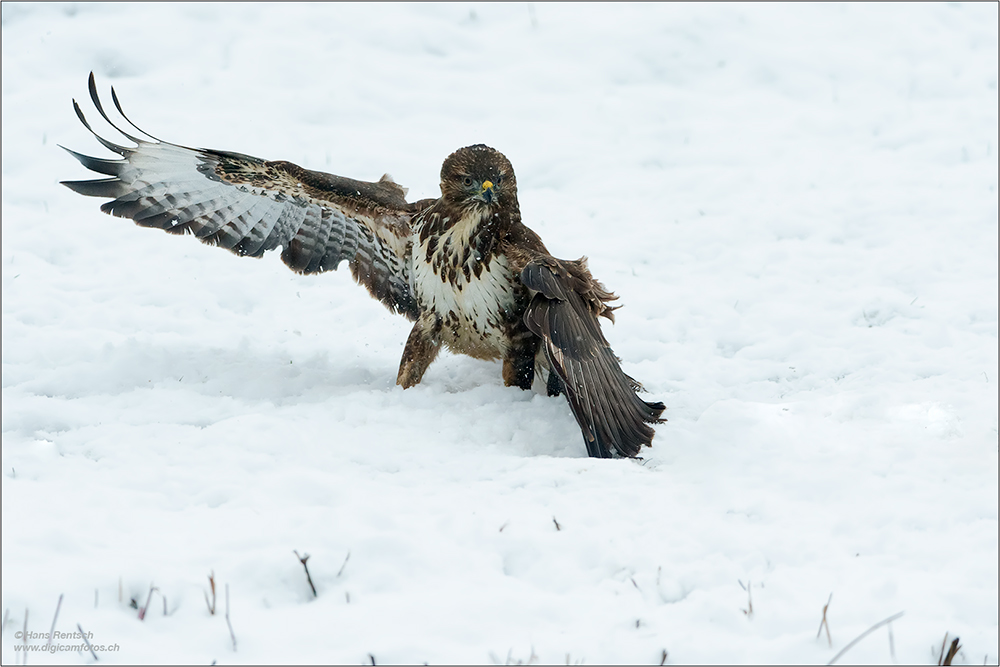 Mäusebussard