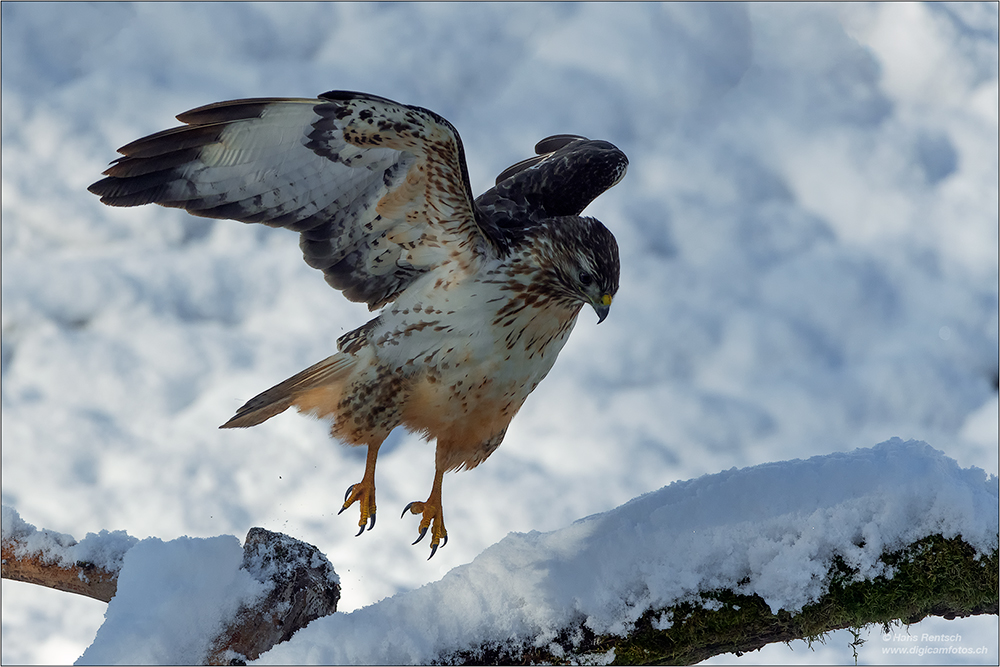 Mäusebussard