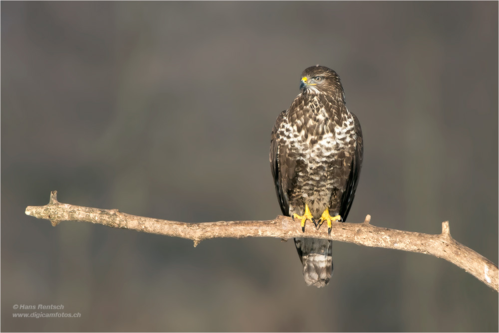 Mäusebussard