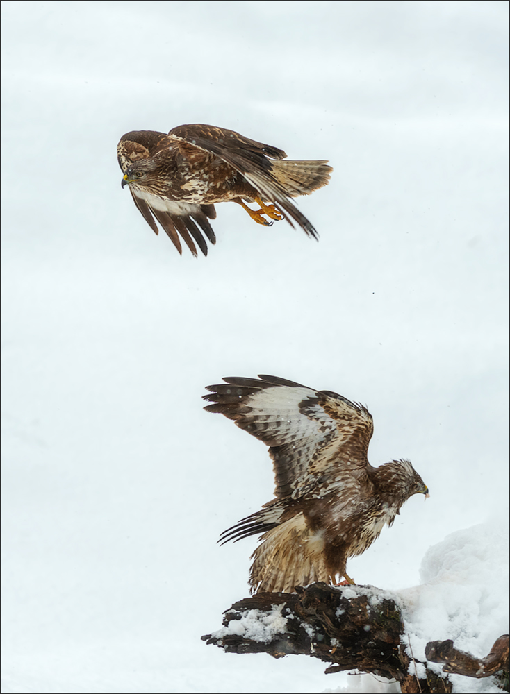 Mäusebussard