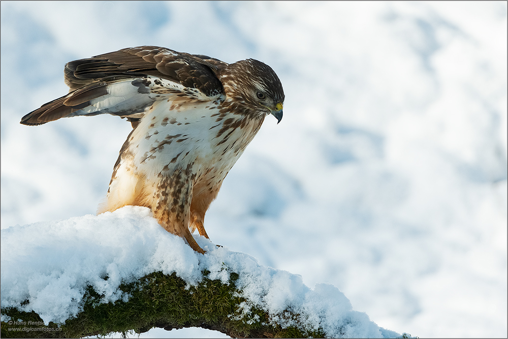 Mäusebussard