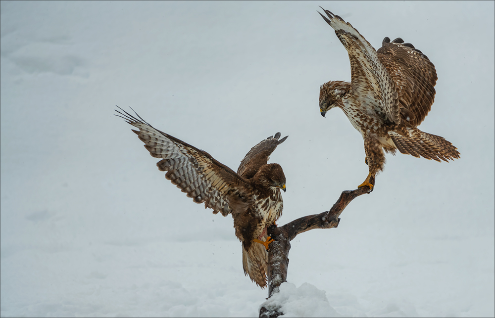 Mäusebussard