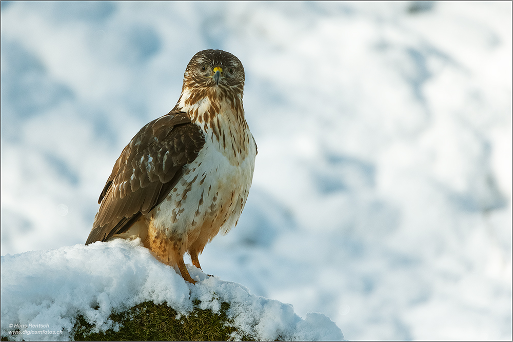 Mäusebussard