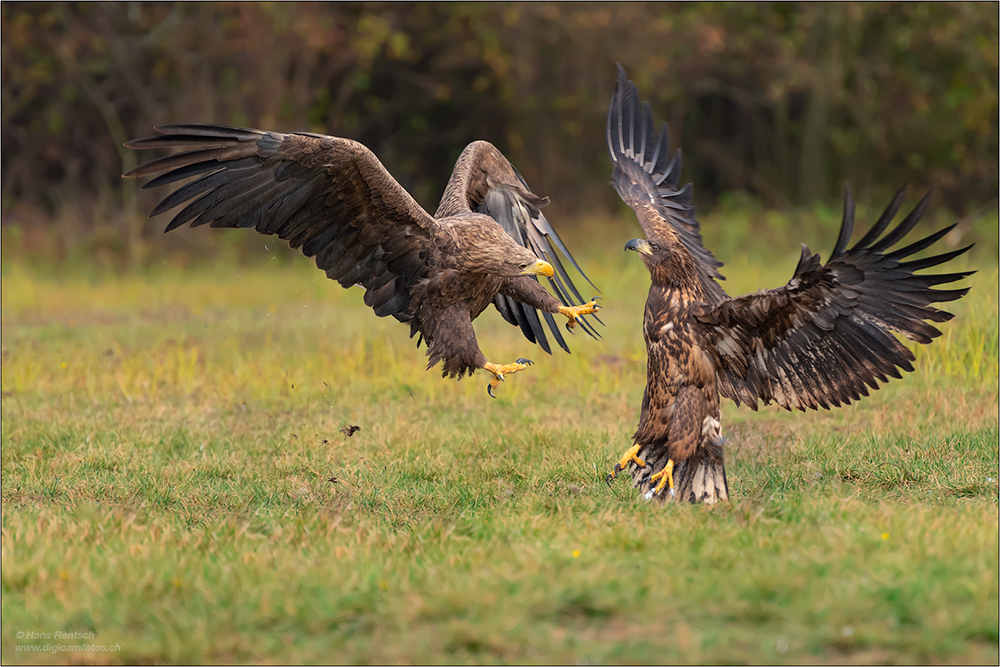 Seeadler