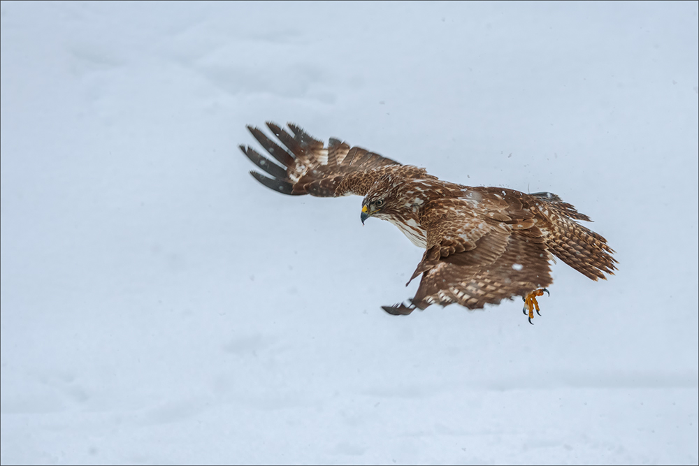 Mäusebussard