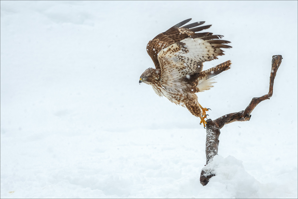 Mäusebussard