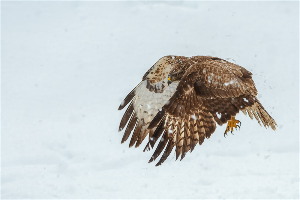 Mäusebussard