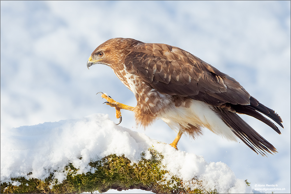 Mäusebussard