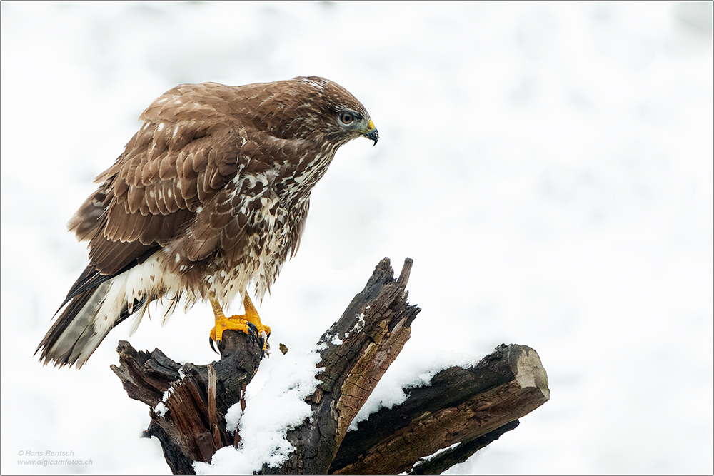 Mäusebussard