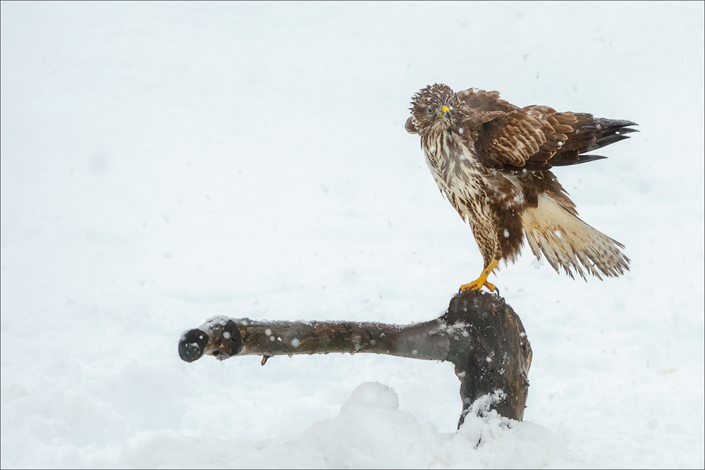 Mäusebussard