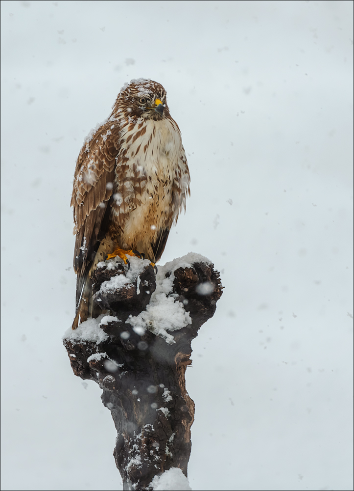 Mäusebussard