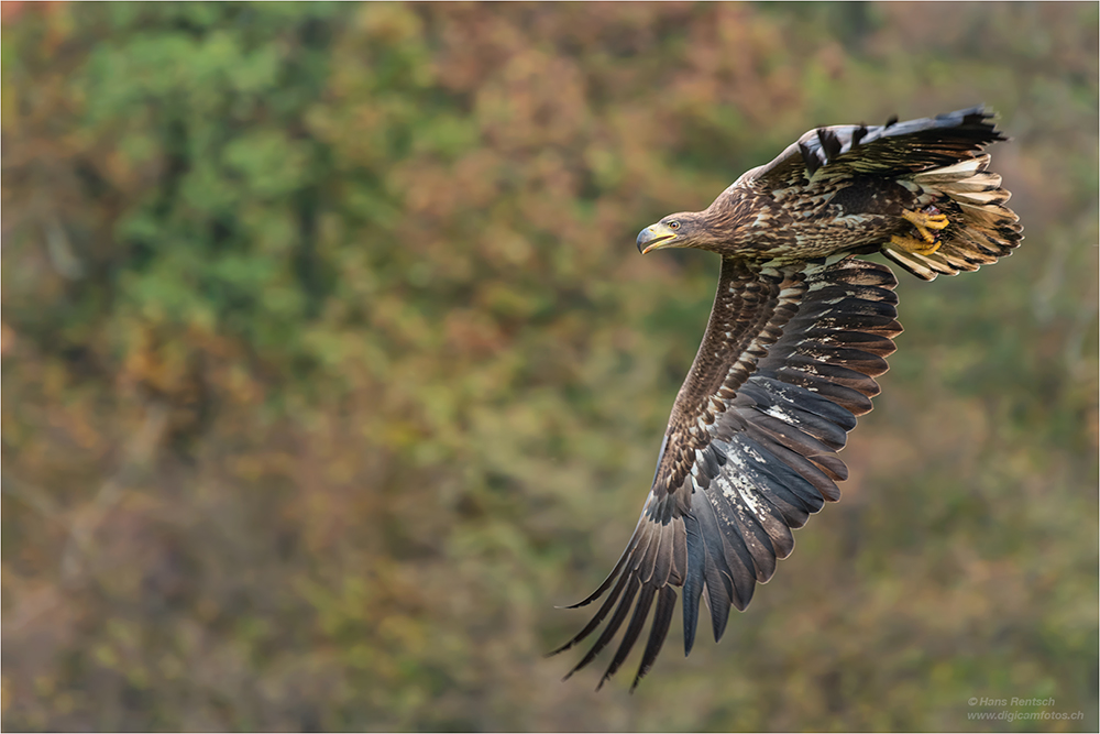 Seeadler