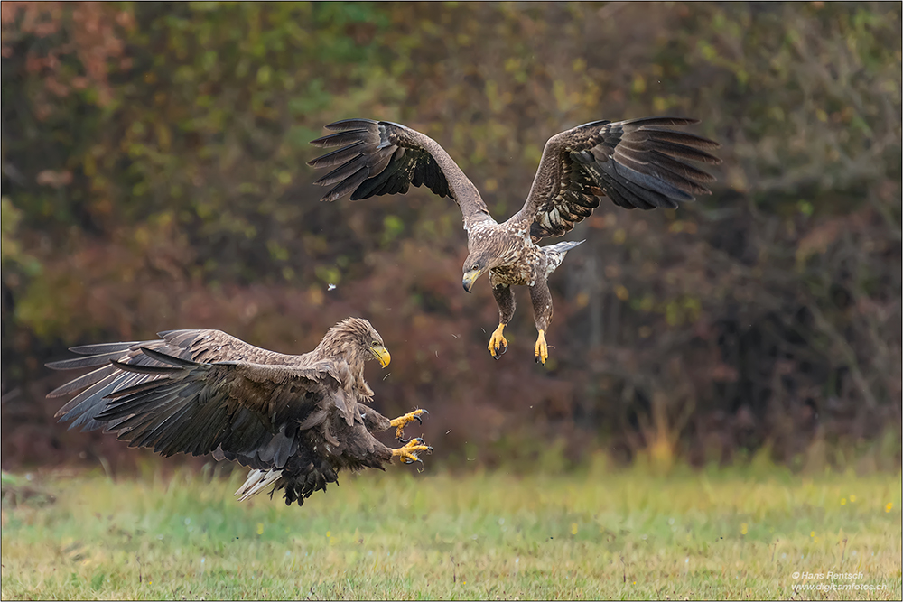 Seeadler