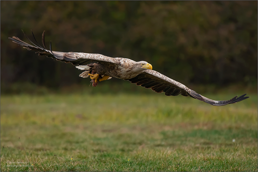 Seeadler