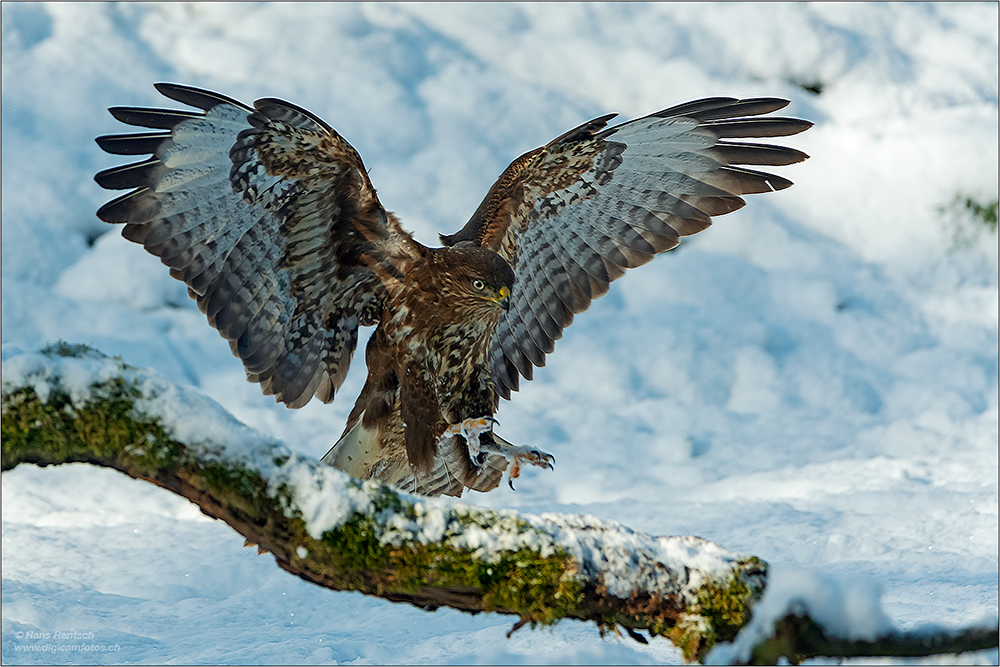 Mäusebussard