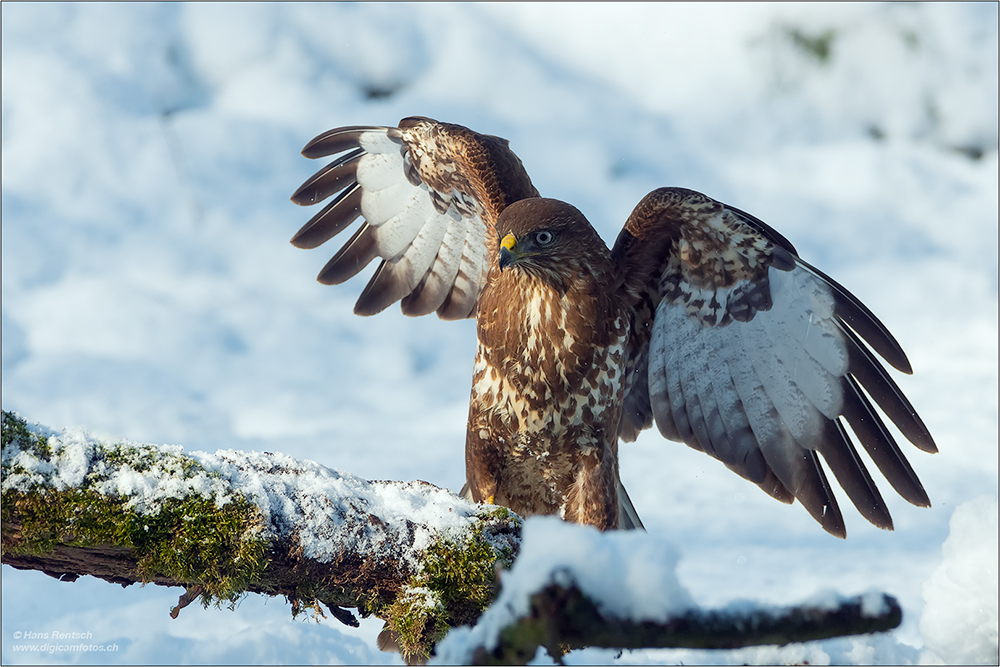 Mäusebussard