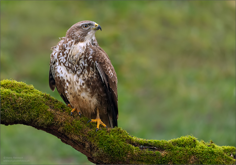 Mäusebussard