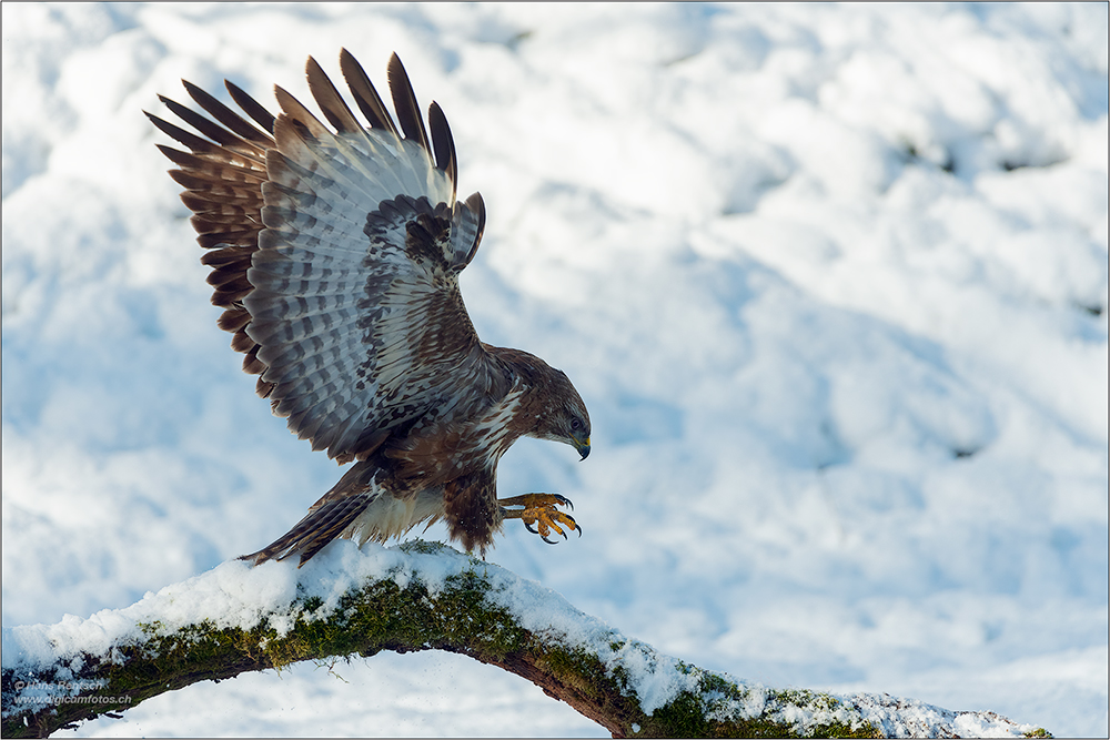 Mäusebussard