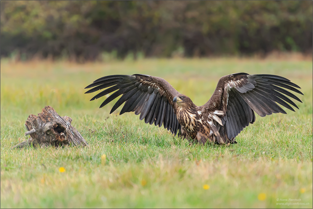 Seeadler